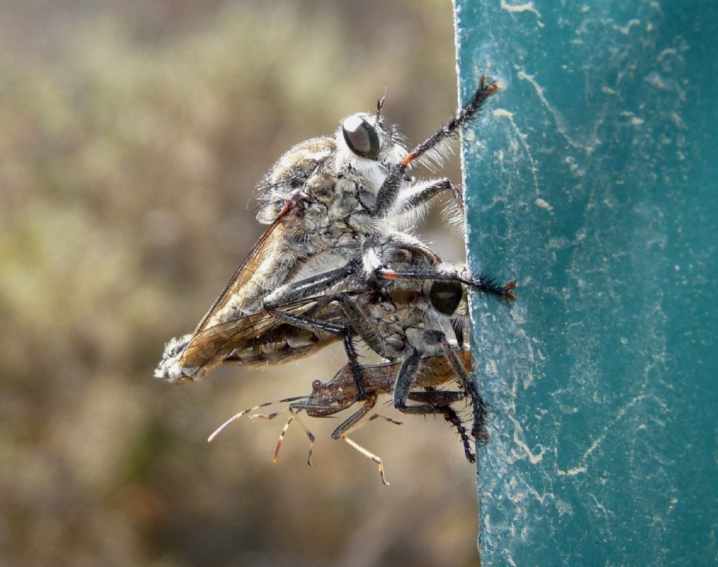 Asilidae da ID